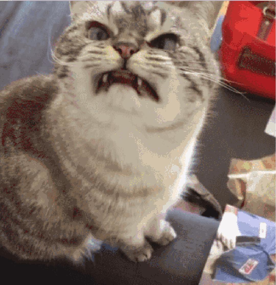 这只猫长得眉清目秀,这只猫眼神犀利无比