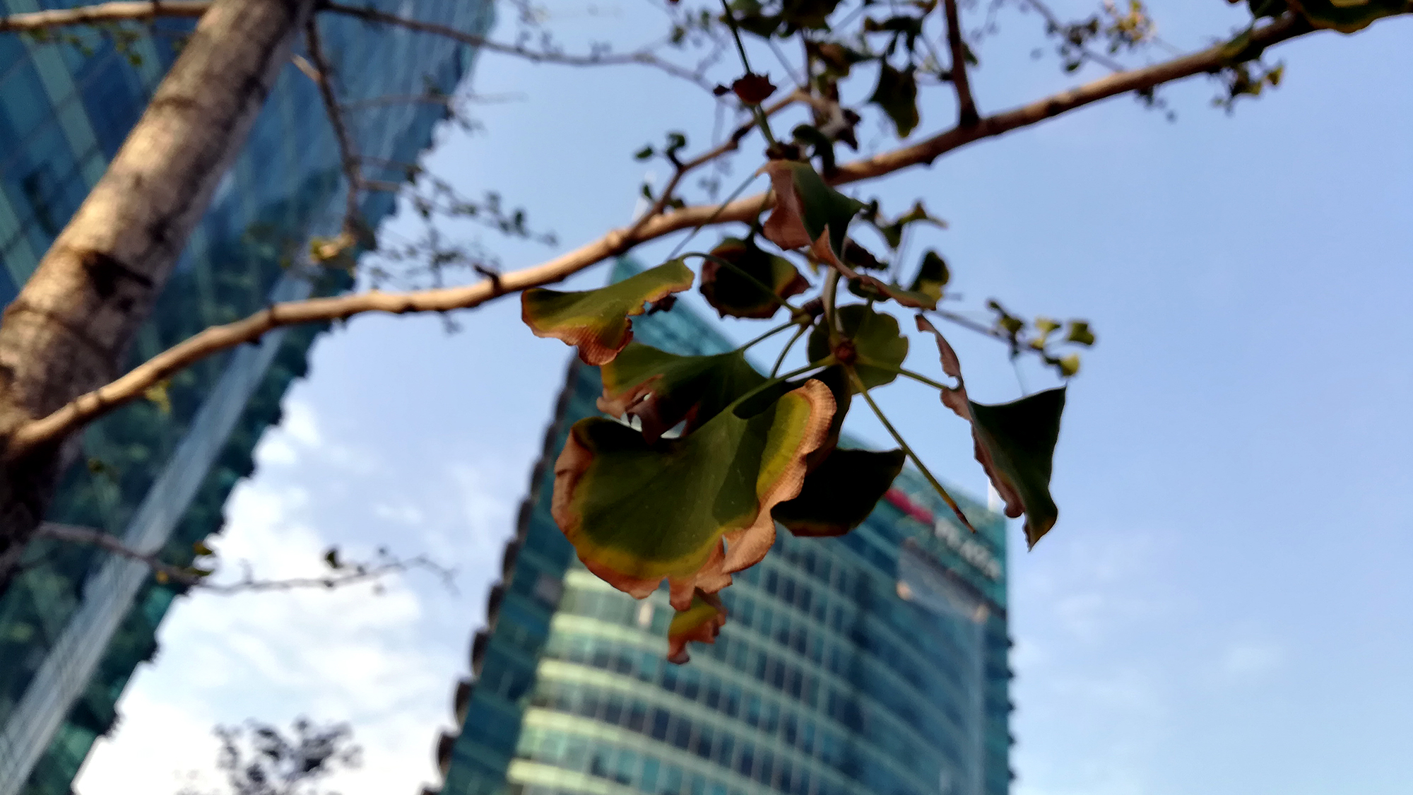 荣耀畅玩6X评测,荣耀畅玩6x拍照