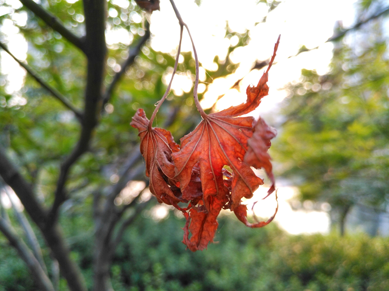 华为手机麦芒5评测,华为麦芒五升级鸿蒙