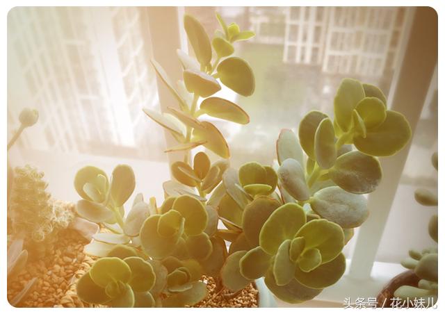 照射多肉的阳光可以用台灯代替吗,紫外线灯照射多肉植物