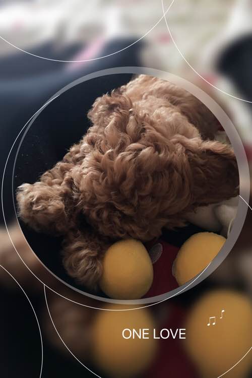 两个月泰迪几天能学会定点上厕所,我家泰迪狗特别爱喝水