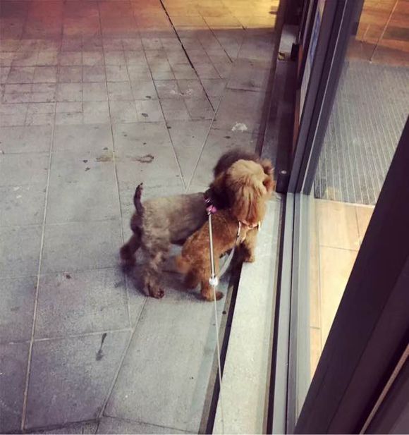 两个月泰迪几天能学会定点上厕所,我家泰迪狗特别爱喝水