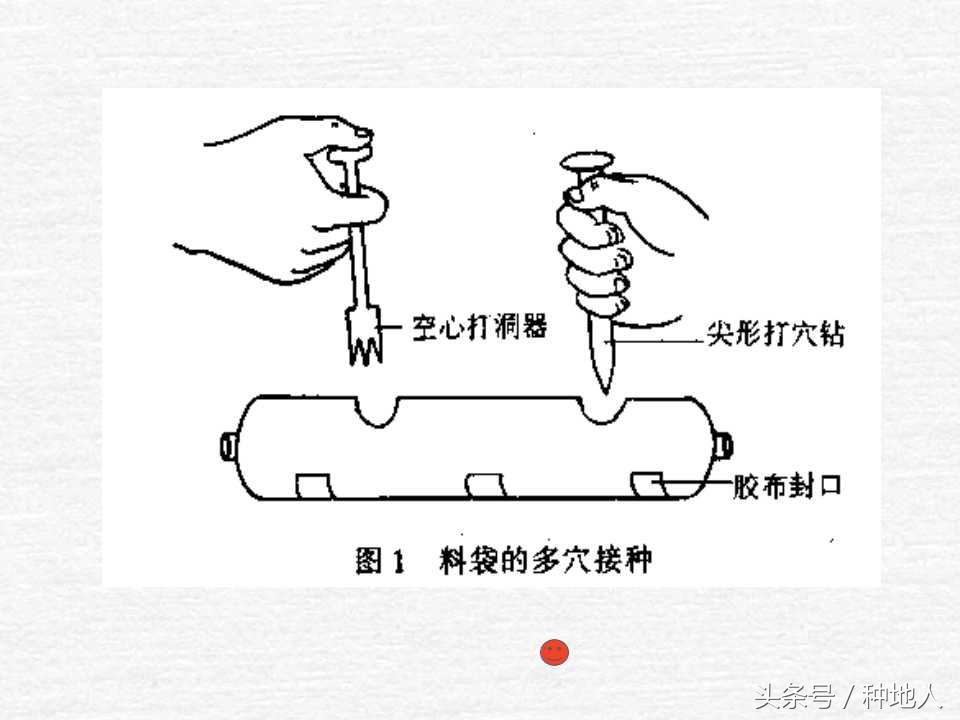 香菇栽培实用技术教案,屋顶香菇栽培