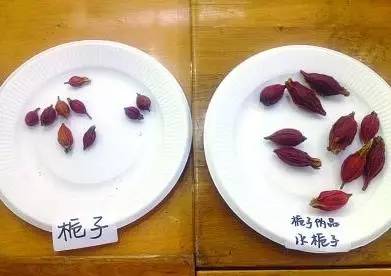 探访百年中医世家，辨别百草中药，争当“小药王”！