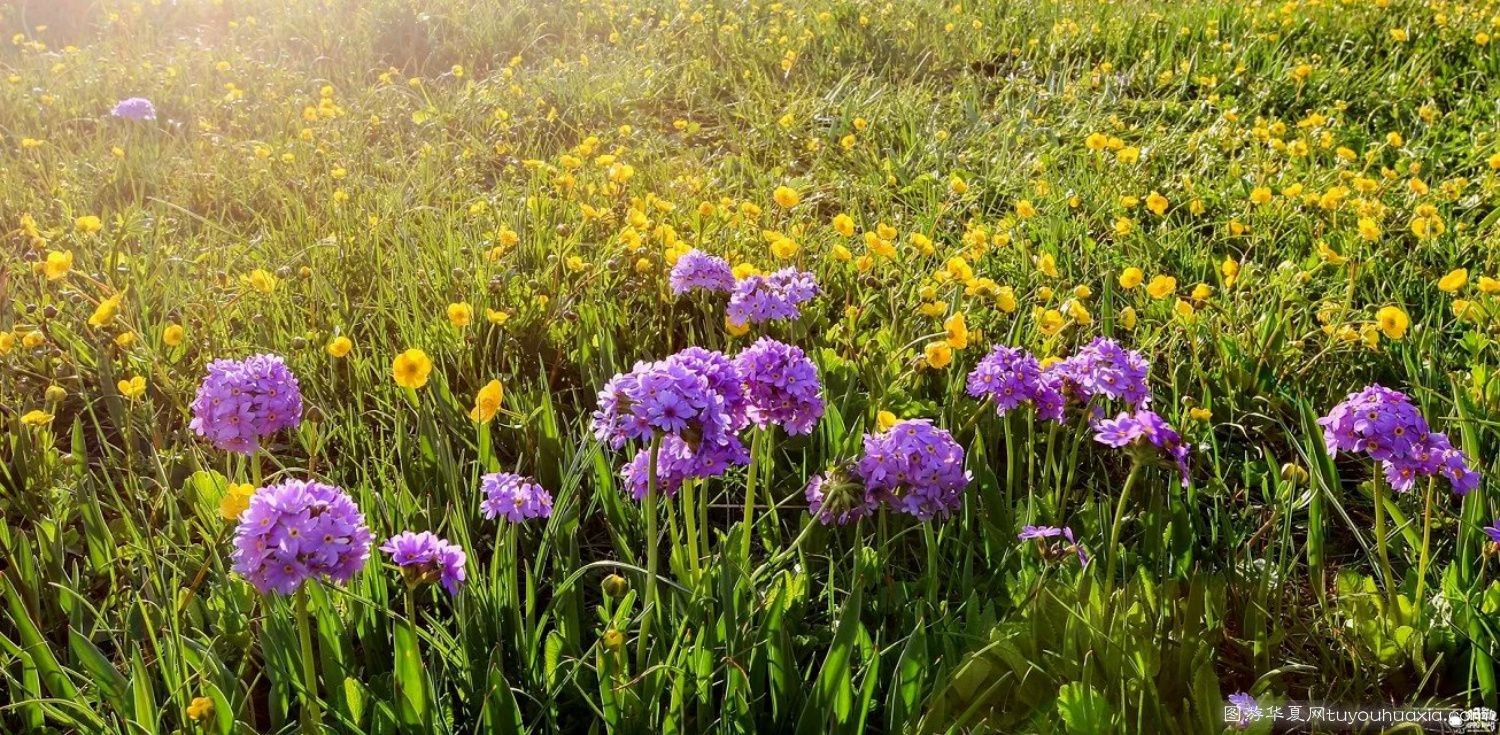 14张照片那拉提草原风景区 (美丽的那拉提草原真实图片)