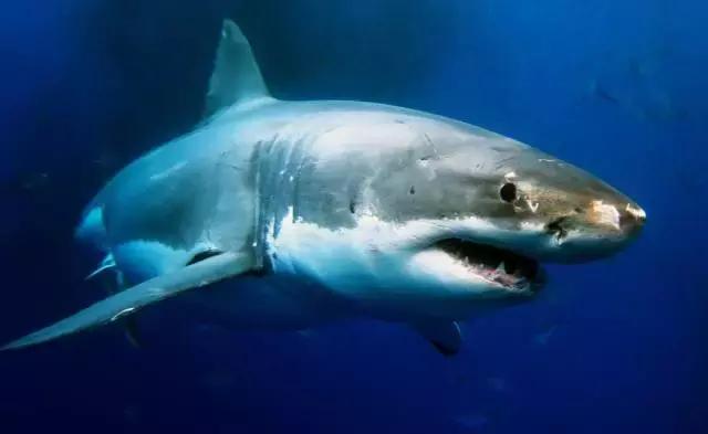 冷血动物是怎么被驯服的,胆小怕人的动物如何驯化