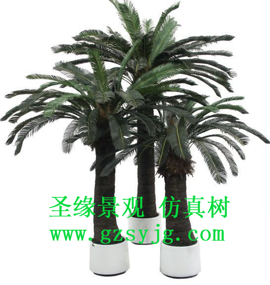 仿真苏铁树,苏铁树的介绍和特点是什么