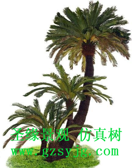 仿真苏铁树,苏铁树的介绍和特点是什么