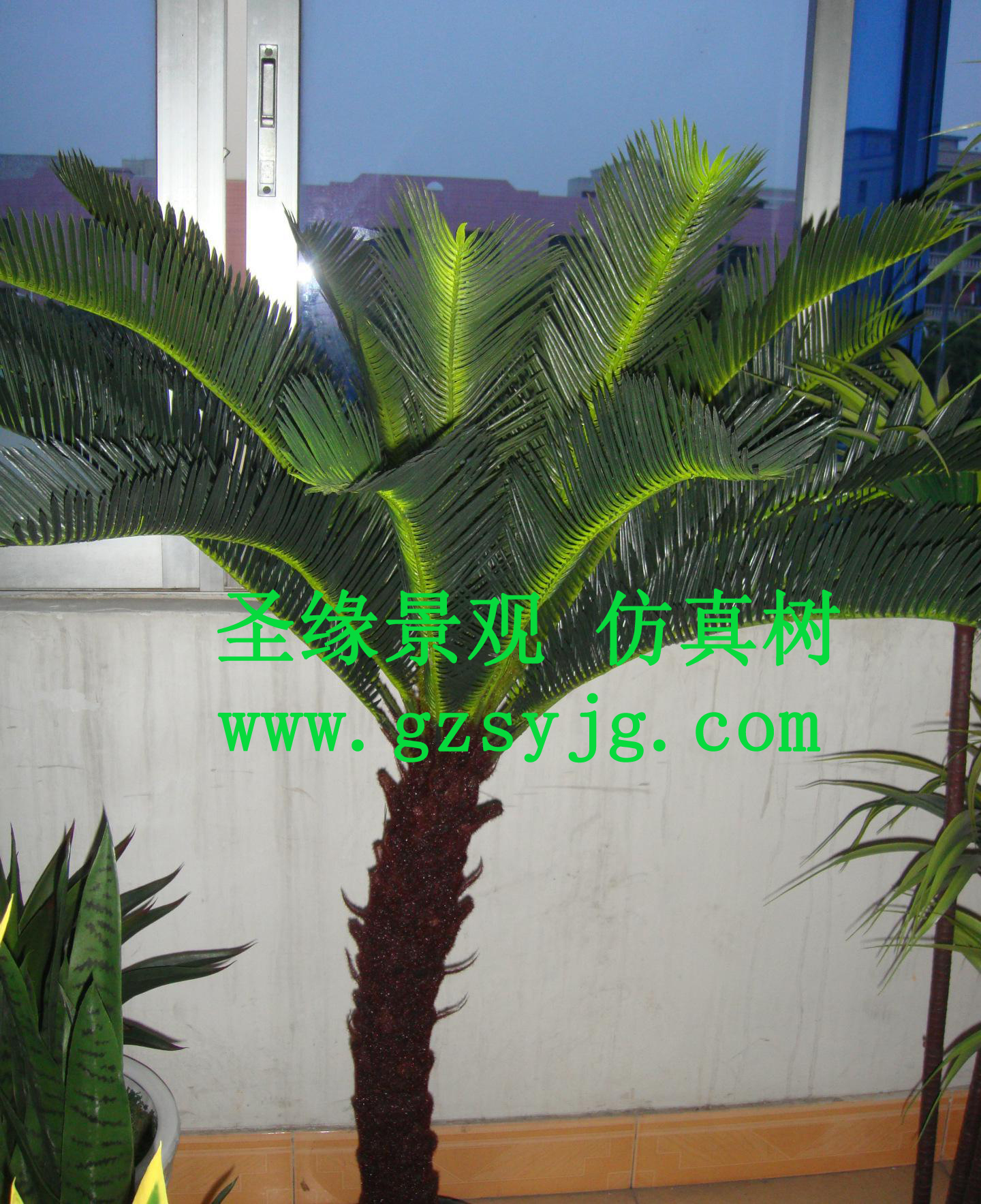 仿真苏铁树,苏铁树的介绍和特点是什么