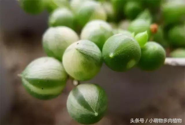 多肉出锦跟土有关吗,多肉出锦素好用吗