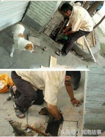 金毛贝贝卖狗,金毛犬贝贝现状