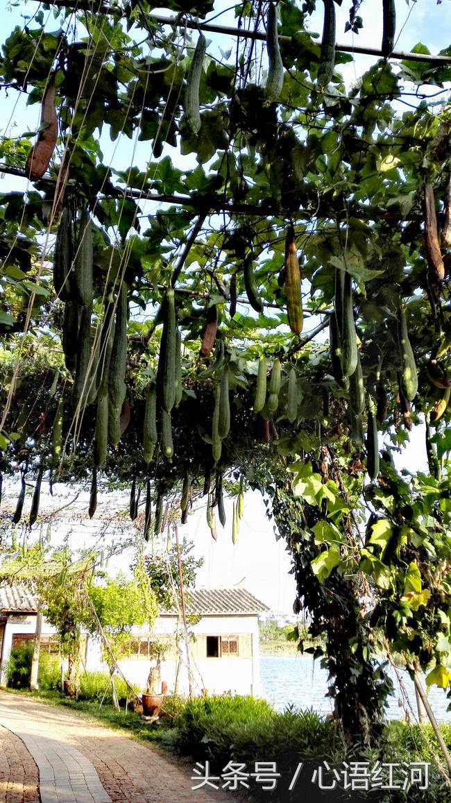 尼苏小镇打卡地,尼苏小镇是哪里