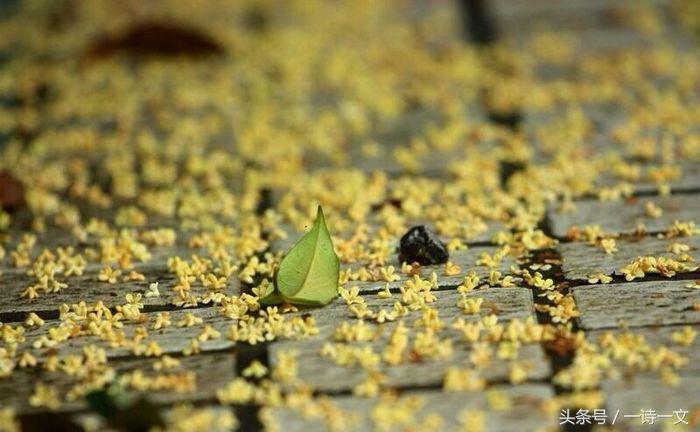 《唯有丹桂飘香八月馥郁芬芳》我,想你了荼蘼花事春已了