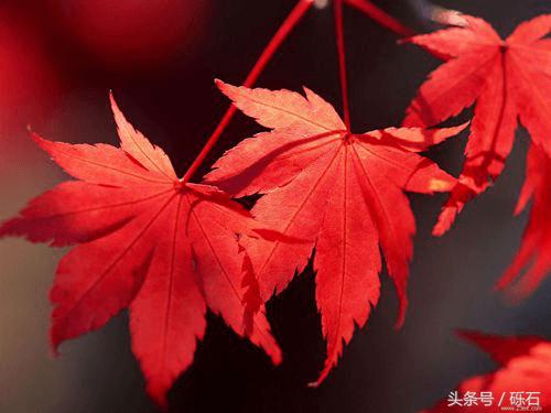 牛背山达瓦更扎和王岗坪哪个好,达瓦更扎牛背山离碧峰峡哪个近