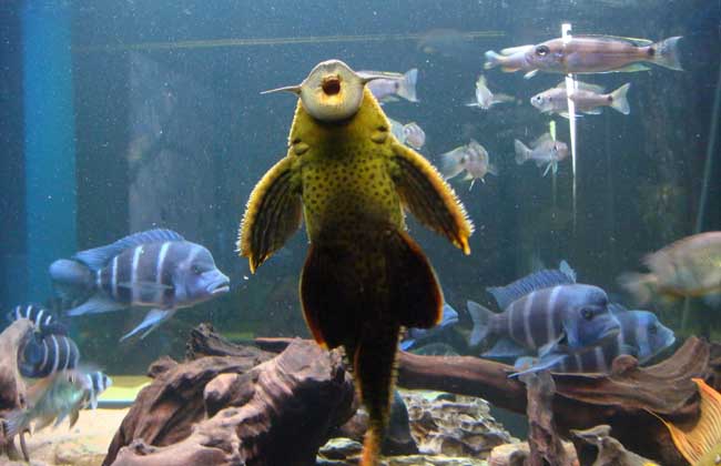 清道夫鱼有多脏,清道夫鱼的水族箱养殖技术