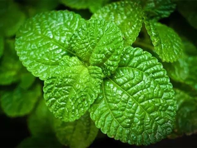 为什么有人爱招蚊子,易招蚊子是什么原因