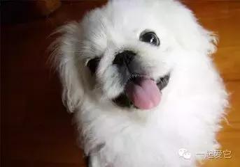 狗宠知识,养宠知识狗狗生病