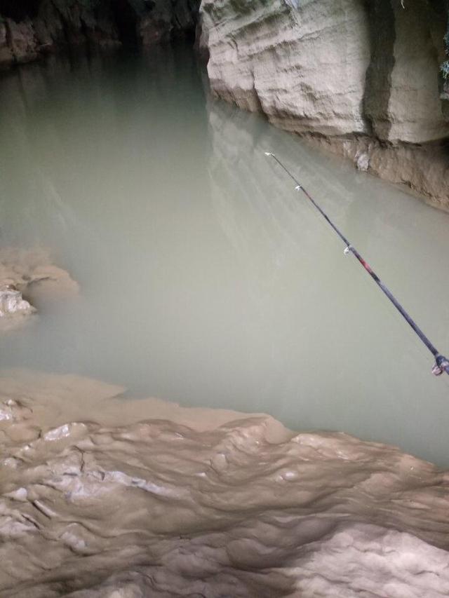 鲤鱼和草鱼怎样区分,鲤鱼还是草鱼好