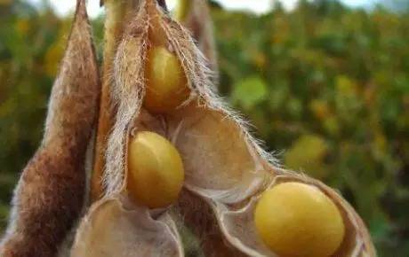 转基因食品该不该吃,转基因食物吃还是不吃