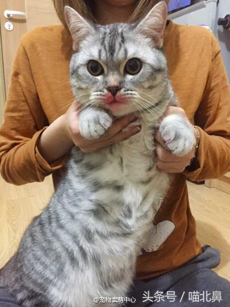 小猫吃猫砂会中毒吗,猫奴求助