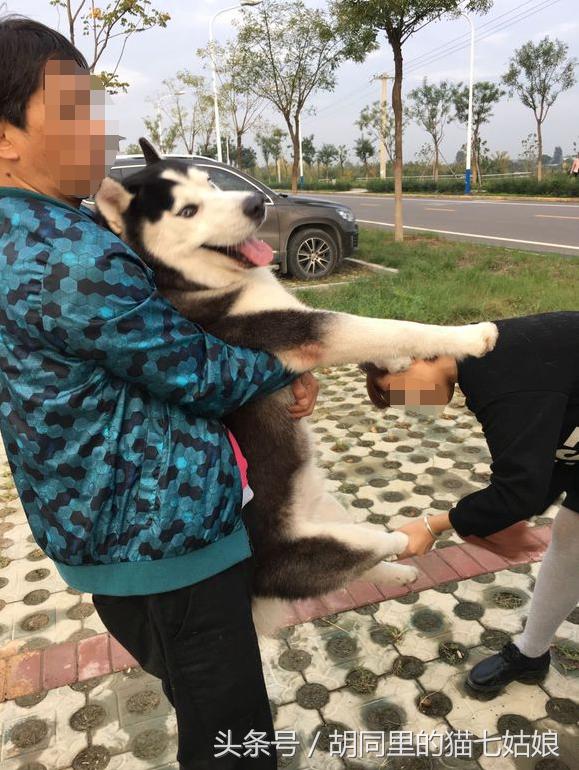 周末带二宝游玩的时光,第一次带二哈出门