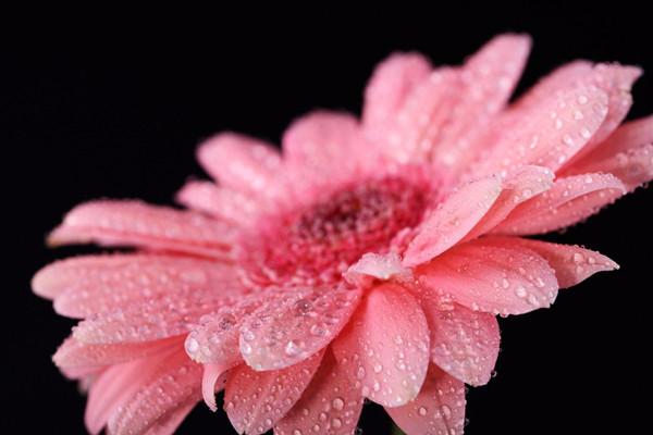 河州牡丹—非洲菊烂根怎么办?