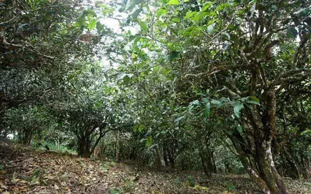 曼松皇家贡茶与天弘,曼松贡茶和曼松茶一字之差的区别