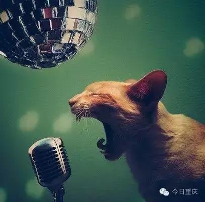 重庆周末耍事推荐,重庆主城耍事推荐