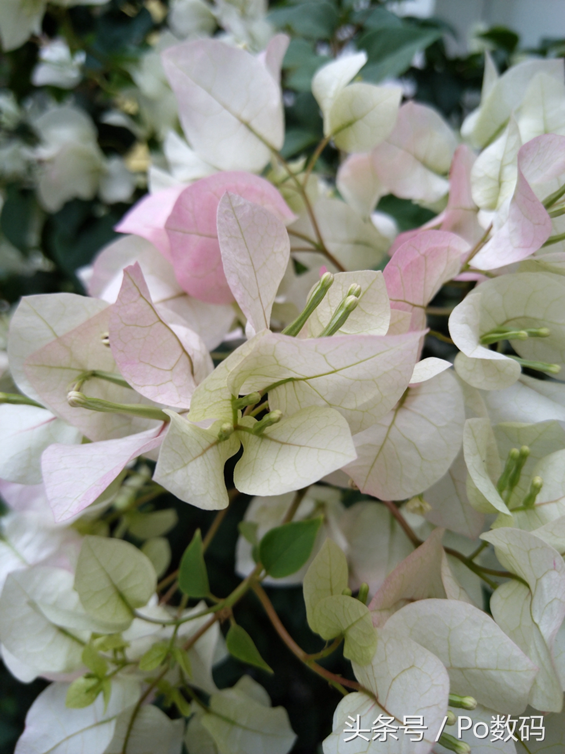 拍照媲美14ultra的千元机,拍照技术照片测评