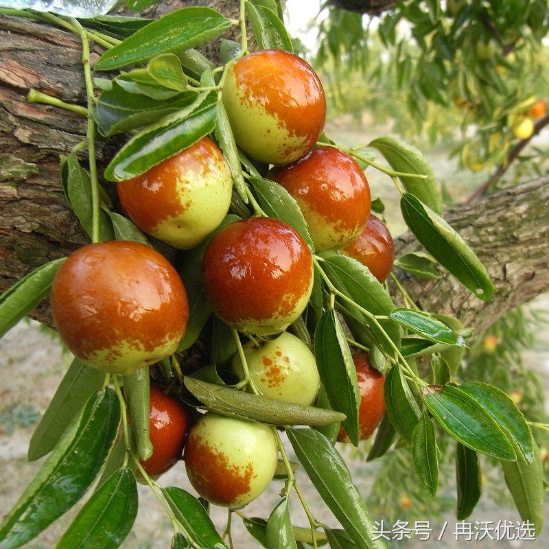 陕西大荔冬枣干果,陕西特产大荔冬枣脆冬枣