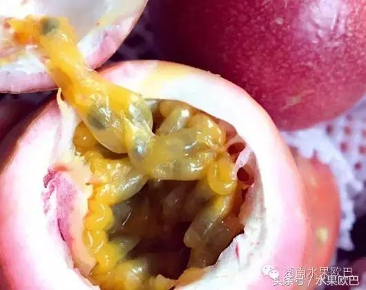 四季黄金百香果开花时间,盲橙百香果四季春茶