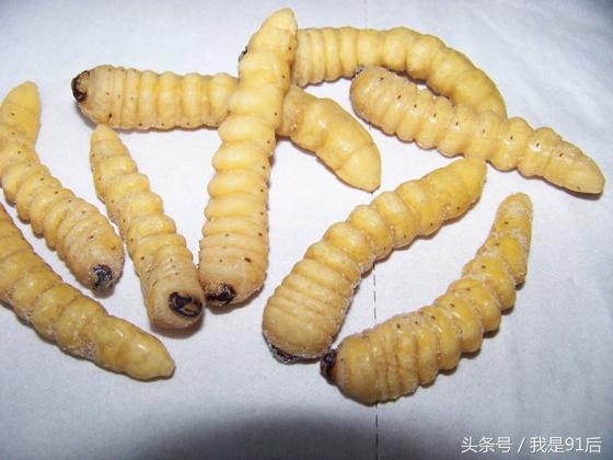 越南恶心的虫子大餐,广东人常吃的虫子