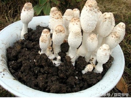 粉碎的玉米芯种植蘑菇方法和步骤,阳台种蘑菇的正确方法