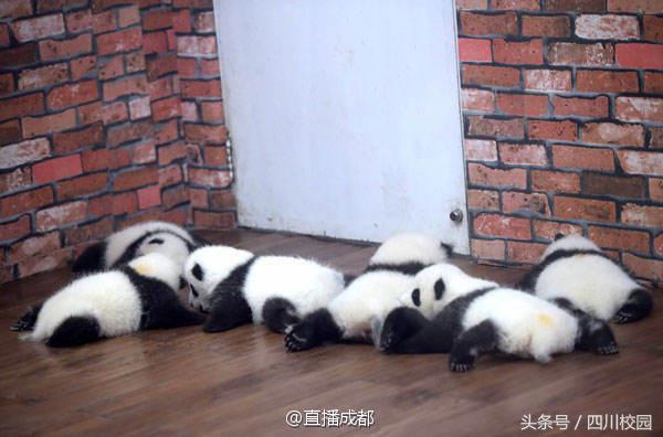 成都熊猫宝宝幼儿园,成都熊猫幼儿园排名