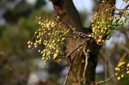 记得小时候，秋天的苦楝树