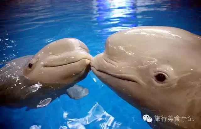 小嫚儿视频,青岛市北区小嫚儿