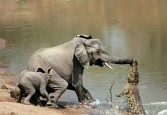 母象带小象过河搞笑,大象带小象搞笑