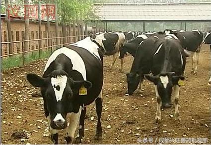 奶牛真胃移位怎么回事,奶牛真胃移位发病原理