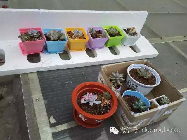 多肉在不经意间治愈你,多肉独立而坚强