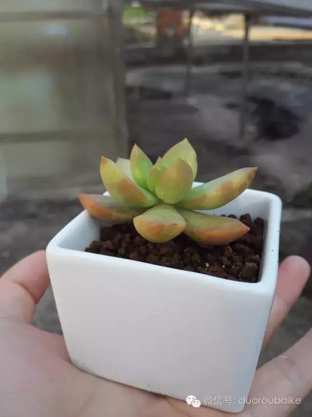 多肉在不经意间治愈你,多肉独立而坚强