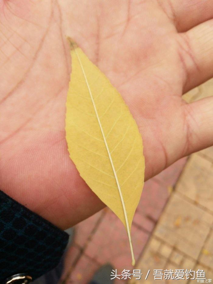 假休十月翻板初试失利恶犬护塘渔获数爆炸饵