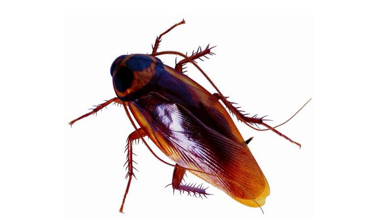 蟑螂最怕的消灭方法,家里有十多只蟑螂怎么消灭