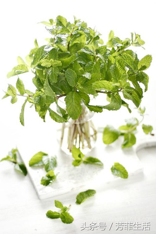 水培薄荷的营养液的做法,薄荷种子可以水培养殖吗