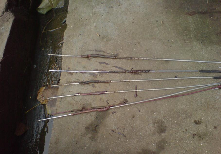 教你抓泥鳅黄鳝,手抓黄鳝技巧教学