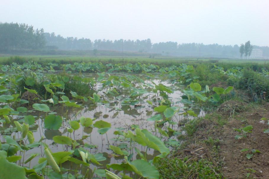 教你抓泥鳅黄鳝,手抓黄鳝技巧教学