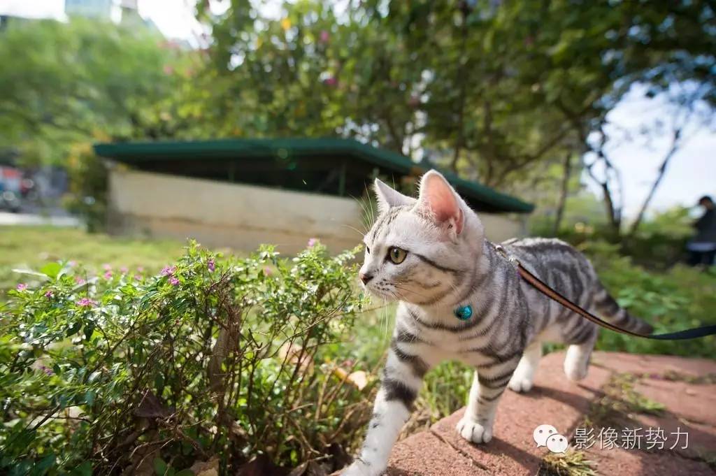 最值得买的腾龙镜头,腾龙有哪几款很好的老镜头