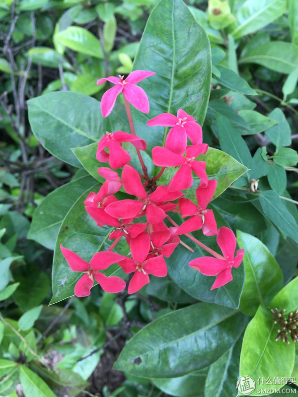 小米Es55和s55的区别,小米55系列评测