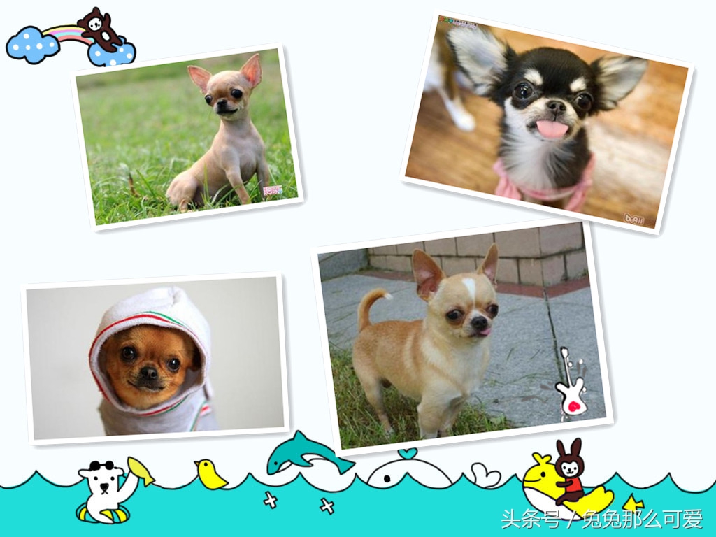 带大家认识不一样的狗狗,常见的狗狗种类