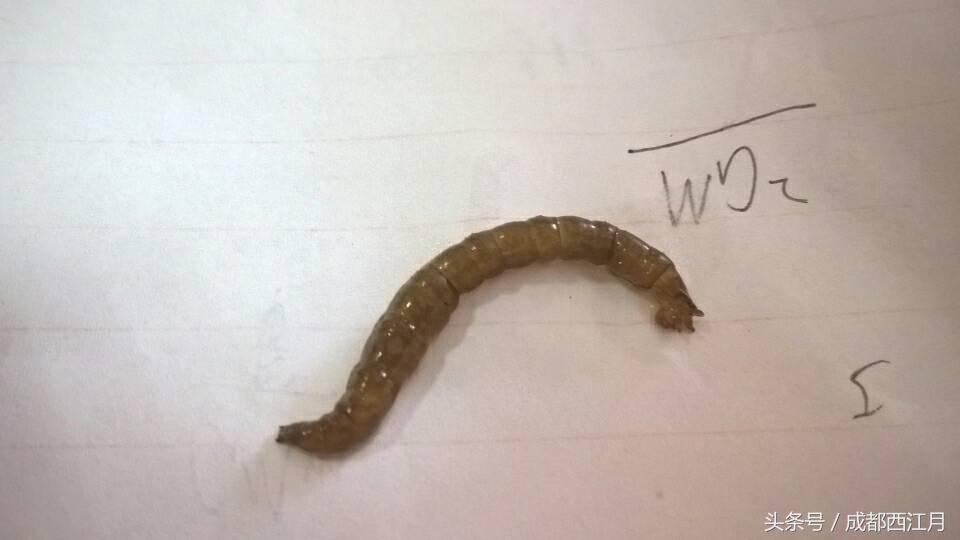 在栽秧的季节里,要是遇上它们可就倒了血霉了!