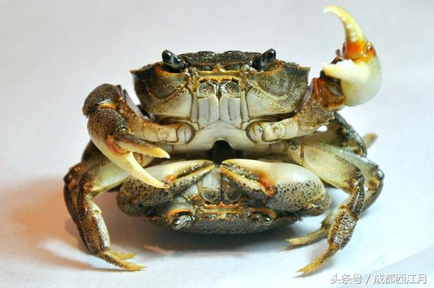 在栽秧的季节里,要是遇上它们可就倒了血霉了!